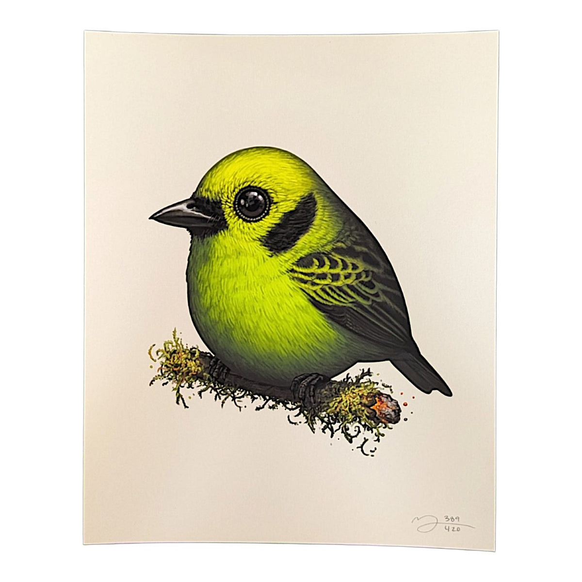 Mike Mitchell Emerald Tanager, 2024 Archival Print on Cotton Rag Paper 8 x 10 in Edition of 420 Hand signed + numbered by the artist