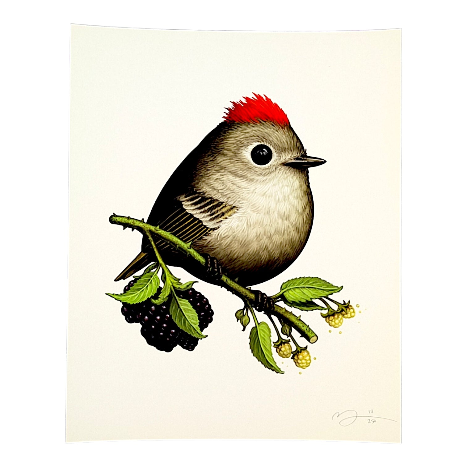 Mike Mitchell Ruby-crowned Kinglet II, 2025 Archival Print on Cotton Rag Paper 8 x 10 in Edition of 250 Hand signed + numbered by the artist
