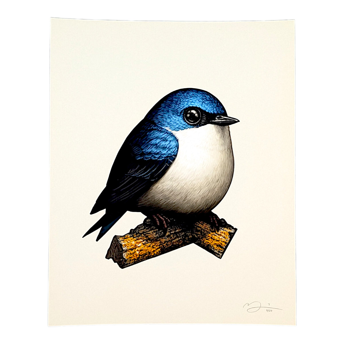 Mike Mitchell Tree Swallow, 2025 Archival Print on Cotton Rag Paper 8 x 10 in Edition of 400 Hand signed + numbered by the artist