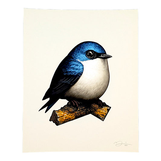 Mike Mitchell Tree Swallow, 2025 Archival Print on Cotton Rag Paper 8 x 10 in Edition of 400 Hand signed + numbered by the artist